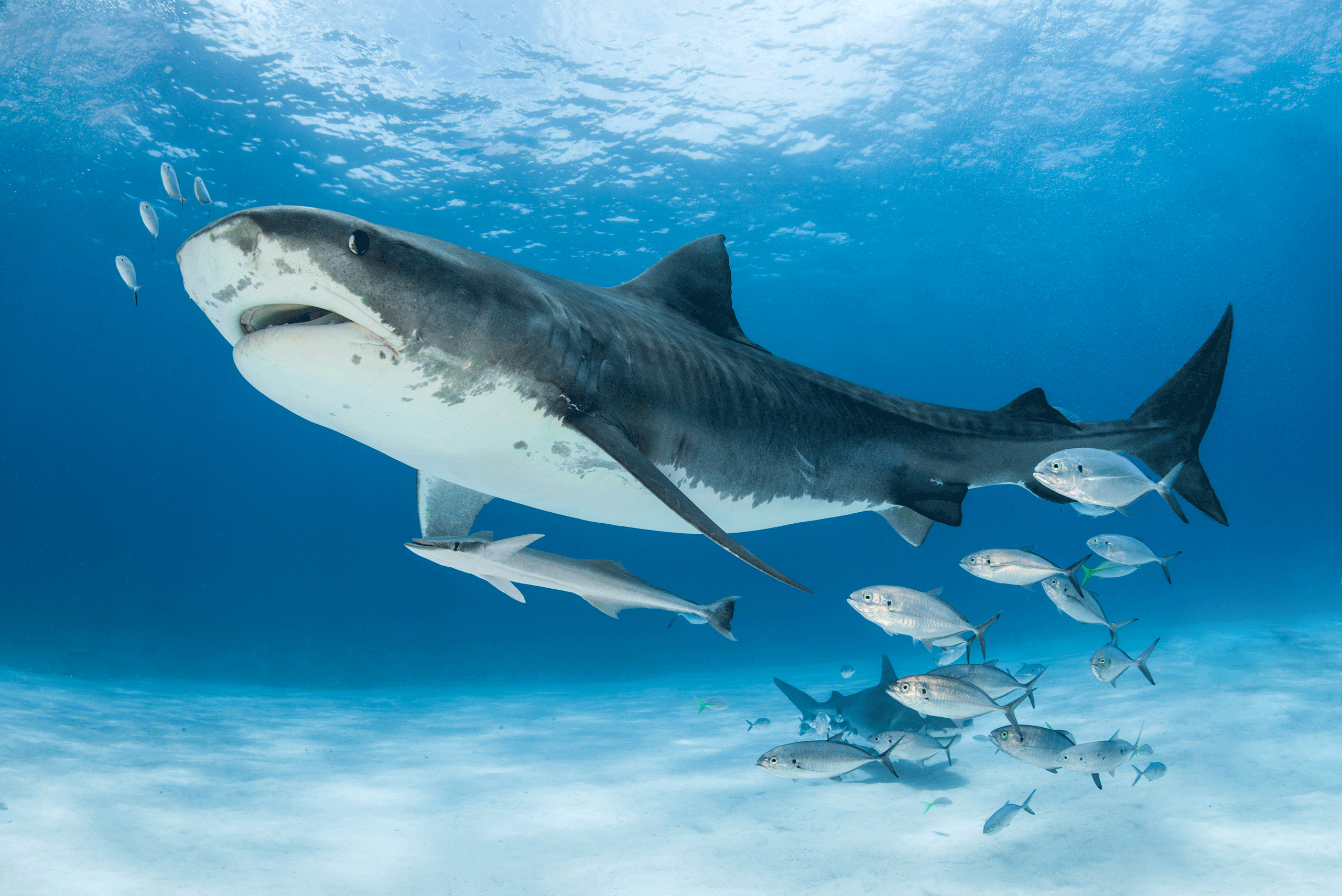 How does overfishing affect sharks and rays? - Save Our Seas Foundation