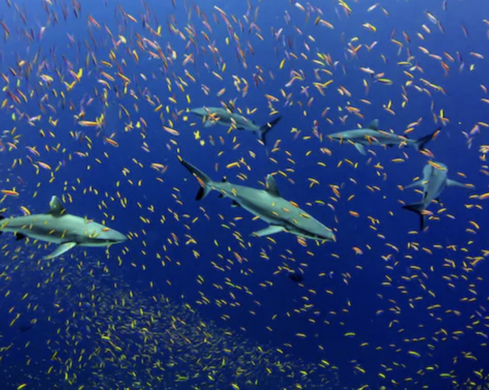 Whitetip sharks amid a school of anthias near Jarvis island in the South Pacific. Kelvin Gorospe, NOAA/NMFS/Pacific Islands Fisheries Science Center Blog/Flickr, CC BY