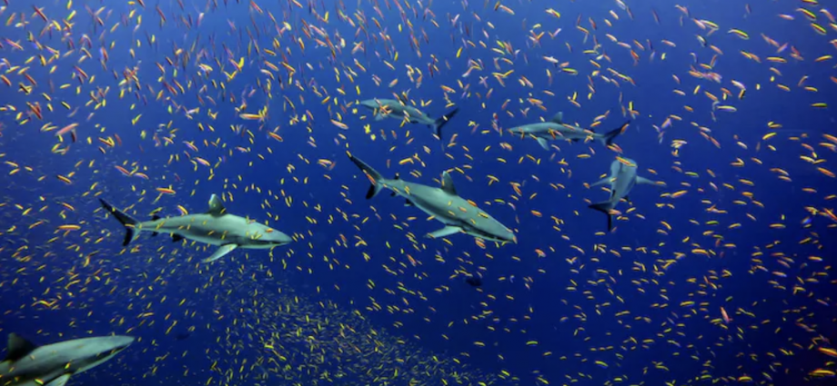 Whitetip sharks amid a school of anthias near Jarvis island in the South Pacific. Kelvin Gorospe, NOAA/NMFS/Pacific Islands Fisheries Science Center Blog/Flickr, CC BY
