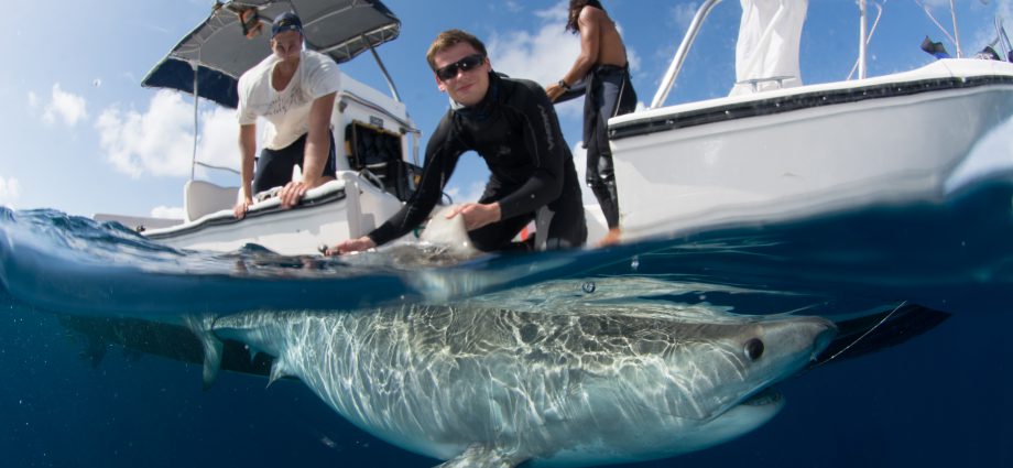 Megamouth Shark - Save Our Seas Foundation