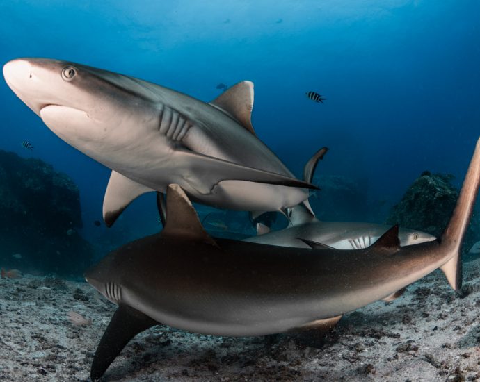 Resting grey reef sharks. Photo: Christoper Leon/Save Our Seas.