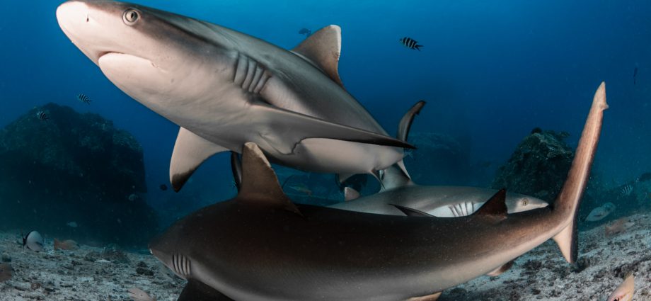 Resting grey reef sharks. Photo: Christoper Leon/Save Our Seas.