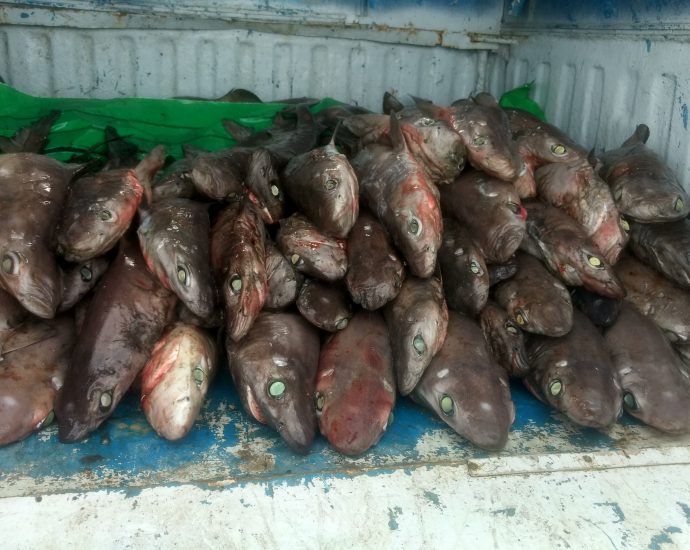 Gulper sharks captured for their liver oil and meat in deepwater shark fisheries off the Andaman Islands. Photo: Zoya Tyabli.