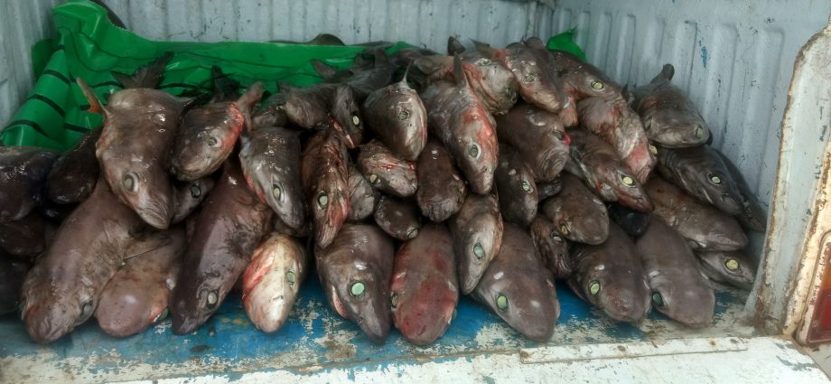 Gulper sharks captured for their liver oil and meat in deepwater shark fisheries off the Andaman Islands. Photo: Zoya Tyabli.