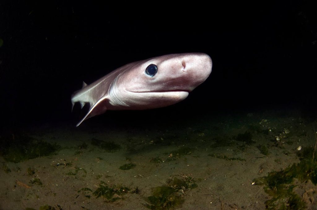 Bluntnose sixgill shark. Photo taken in Puget Sound. By Greg Amptman.