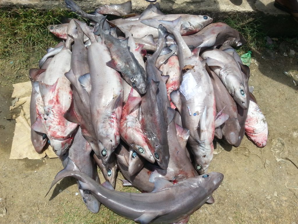 Landings of gulper sharks (Centrophorus spp.) at Burmanellah, South Andaman Islands. Photo by Ebeena Francis.