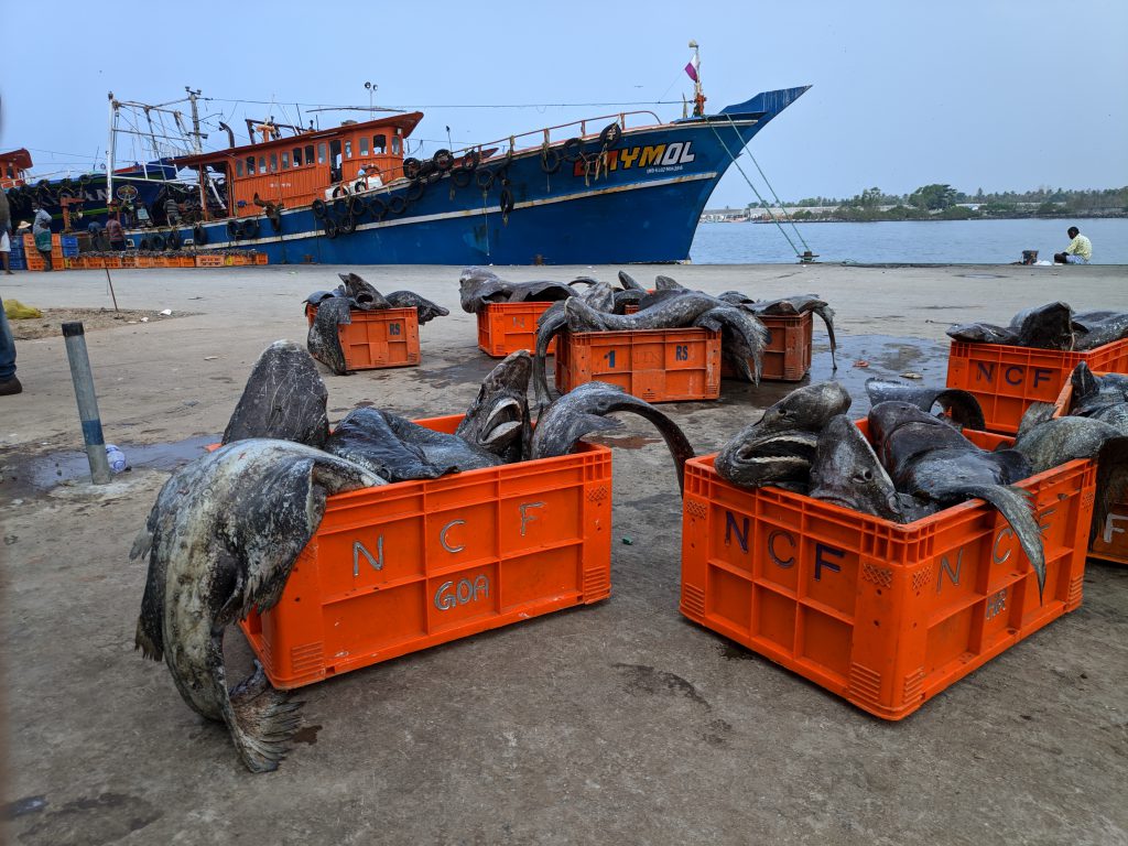 Bramble Sharks (Echinorhinus brucus) caught in the deepwater shark liver oil fishery in India, stored in boxes after auction and en route to oil extraction plants. Photo by Ebeena Francis.