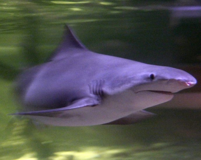 Speartooth shark in Melbourne aquarium.