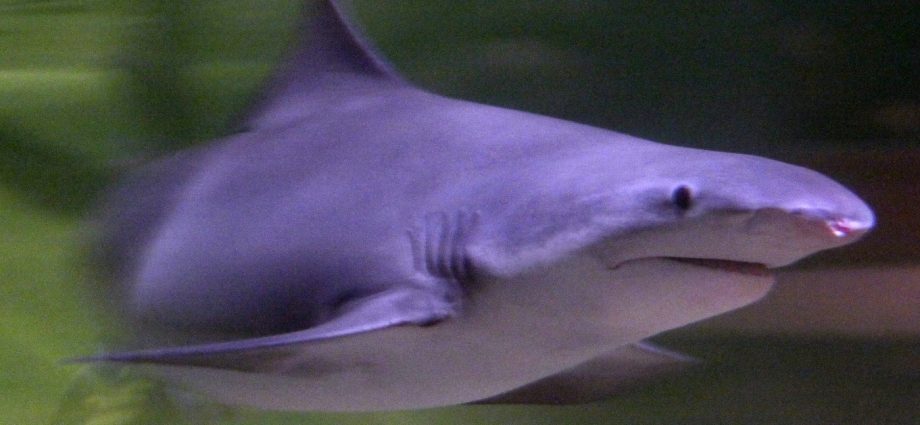 Speartooth shark in Melbourne aquarium.